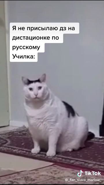 кот мяукает смешно213 смотреть онлайн