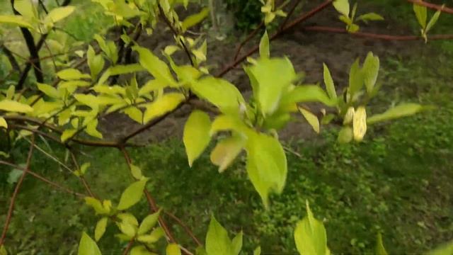 САД в начале лета/Цветущие кустарники, цветы с подписями/Новый миксбордер/РОЗЫ перед цветением смотреть онлайн