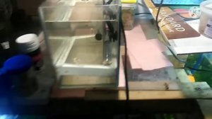 нерест огненных барбусов