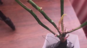 Как сохранить купленный в магазине САЖЕНЕЦ РОЗЫ до высадки в грунт_