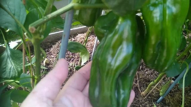 Обзор перцев в июле_ перец Ласточка, перец Золотая пирамида, перец Рамиро, перец Жёлтый монстр. Обзо смотреть онлайн