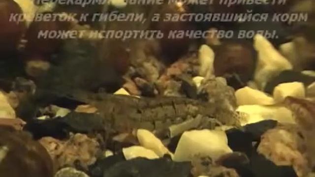Креветки Неокардины смотреть онлайн