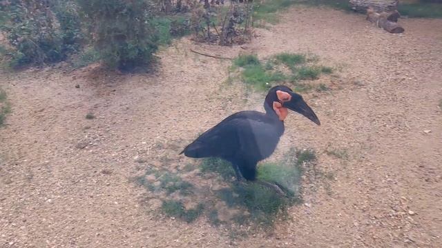 Рогатый ворон смотреть онлайн