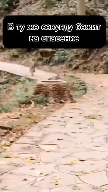 спасение труханов😂