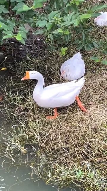 Very white duck#shorts смотреть онлайн