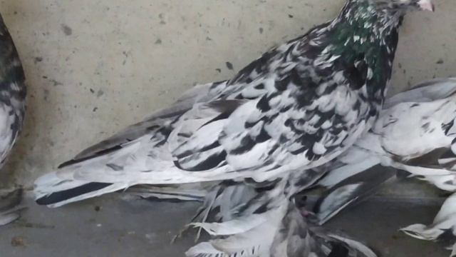 Бойные голуби. Цыганы, Мраморные, Челкари. 13.09.21 Грузия. Тбилиси смотреть онлайн