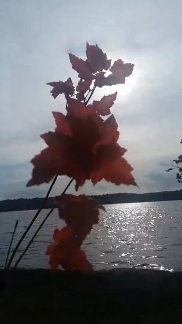 Red swamp maple смотреть онлайн