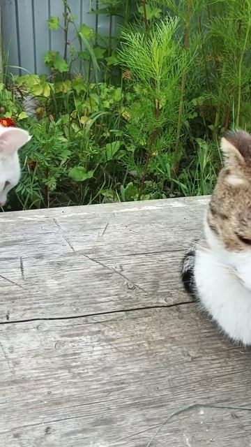 Котик и кошечка смотреть онлайн