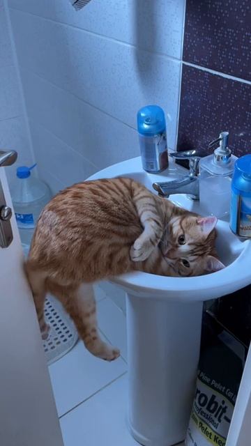 котик смотреть онлайн