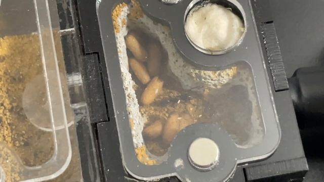 Nuôi kiến cảnh - Đàn kiến Transversa phát triển quá nhanh смотреть онлайн