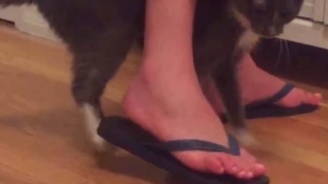 20 лет в подвале! Эта кошечка ждала и хотела быть любимой… смотреть онлайн