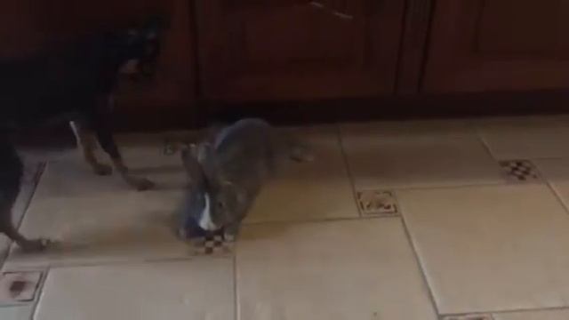 Палтус и Монька смотреть онлайн