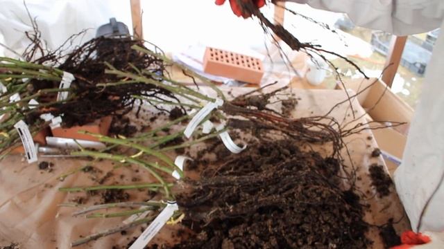 Последняя распаковка роз. Розы Вдохновения. Часть 3 смотреть онлайн