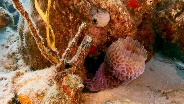 Дно океана 4к подводный мир кораллы тропические рыбы водоросли медуза морская черепаха