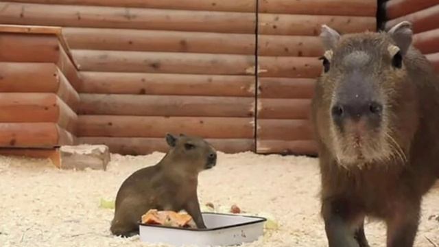 #shorts #капибара песня капибара смотреть онлайн