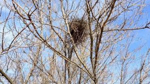 Первый металл в этом году, но берёзовый сок не попил.