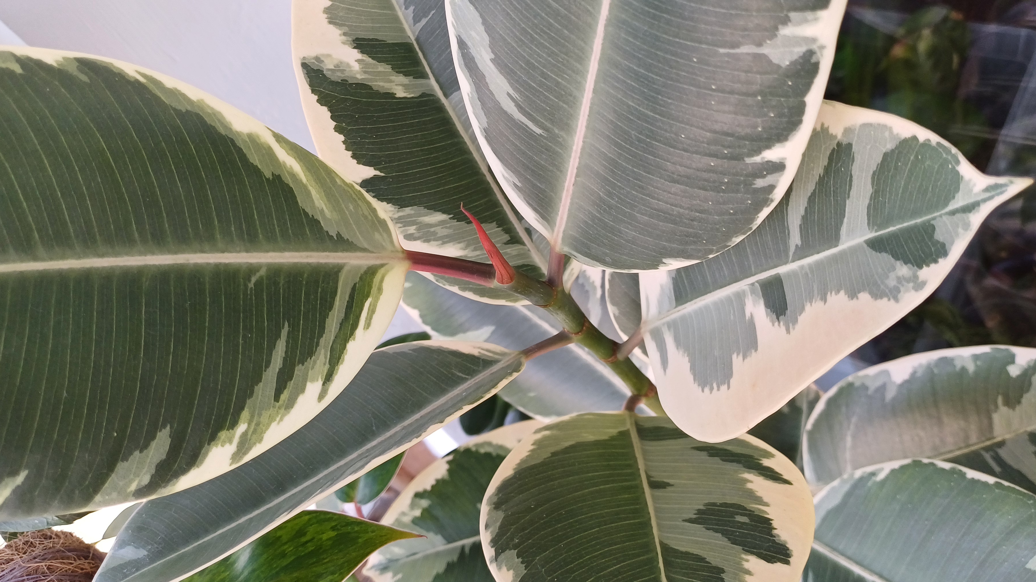 Расстения на балконе🌿☀️🪴 Фикусы и другие... смотреть онлайн