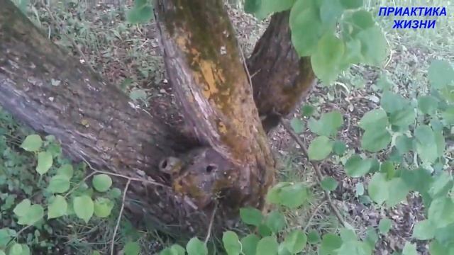 100 ЛЕТНИЕ ГРУШИ смотреть онлайн