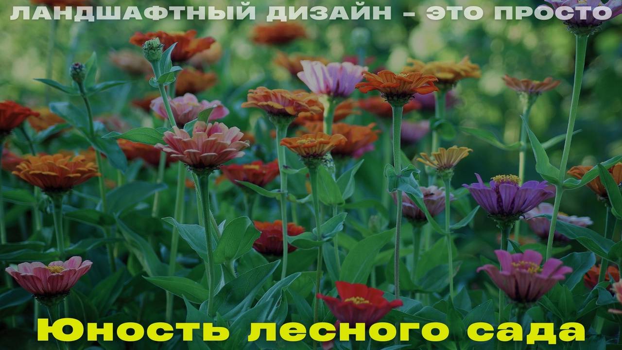 Юность лесного сада.  Ландшафтный дизайн – это просто! Сезон 4