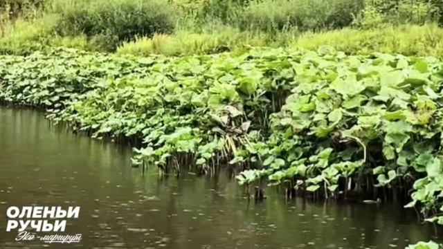 Сплавы на SUP-плотах