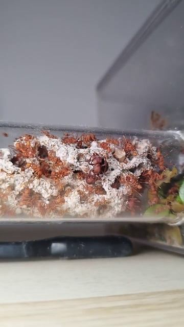 #fourmis #insects #ant #asmr #youtubeshorts #acromyrmex #queen #reine #france #myrmecology смотреть онлайн