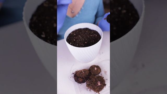 Вас ждет невероятно пышное цветение при такой посадке! Секреты проращивания бегоний и глоксиний смотреть онлайн