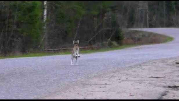 ИНТЕРЕСНАЯ НАГОНКА С ПОМЕХАМИ. РГ Аргон вл. Шатров В.А.#охотасгончей#собака #животные #топ #hunting смотреть онлайн