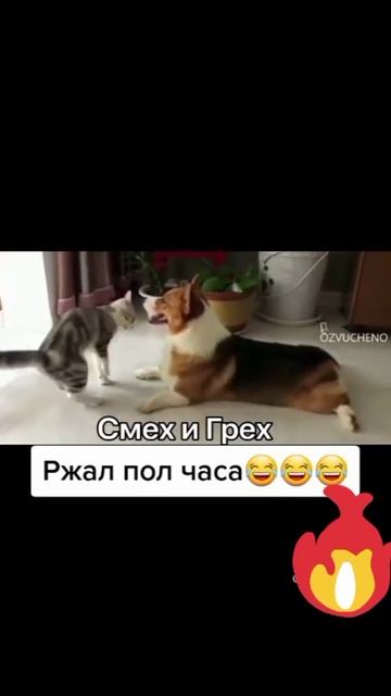 КОТА ПЁС РУЛИТ |Топ Видео|Приколы|Тик-Ток|#Shorts смотреть онлайн