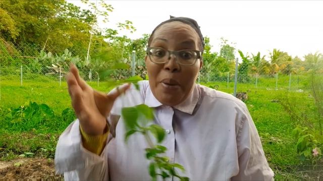 Planting a pollinator garden is a MUST! & sharing a little about what i learnt about Tarantulas. смотреть онлайн