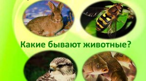 УЧИ РУ ГРУППЫ ЖИВОТНЫХ ОКРУЖАЮЩИЙ МИР !!!!!