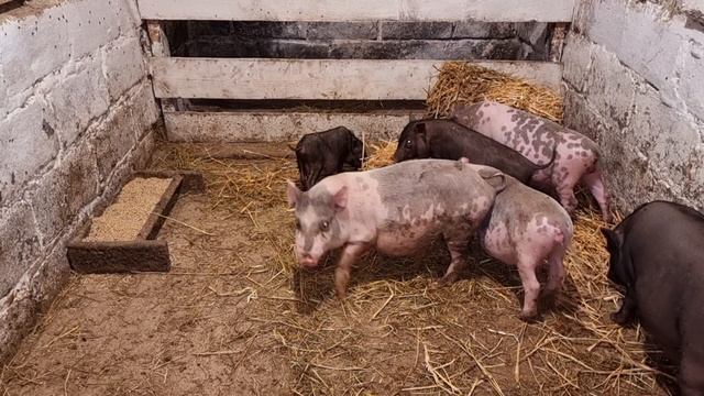 Поросята Пепы! все сыты и довольны! смотреть онлайн