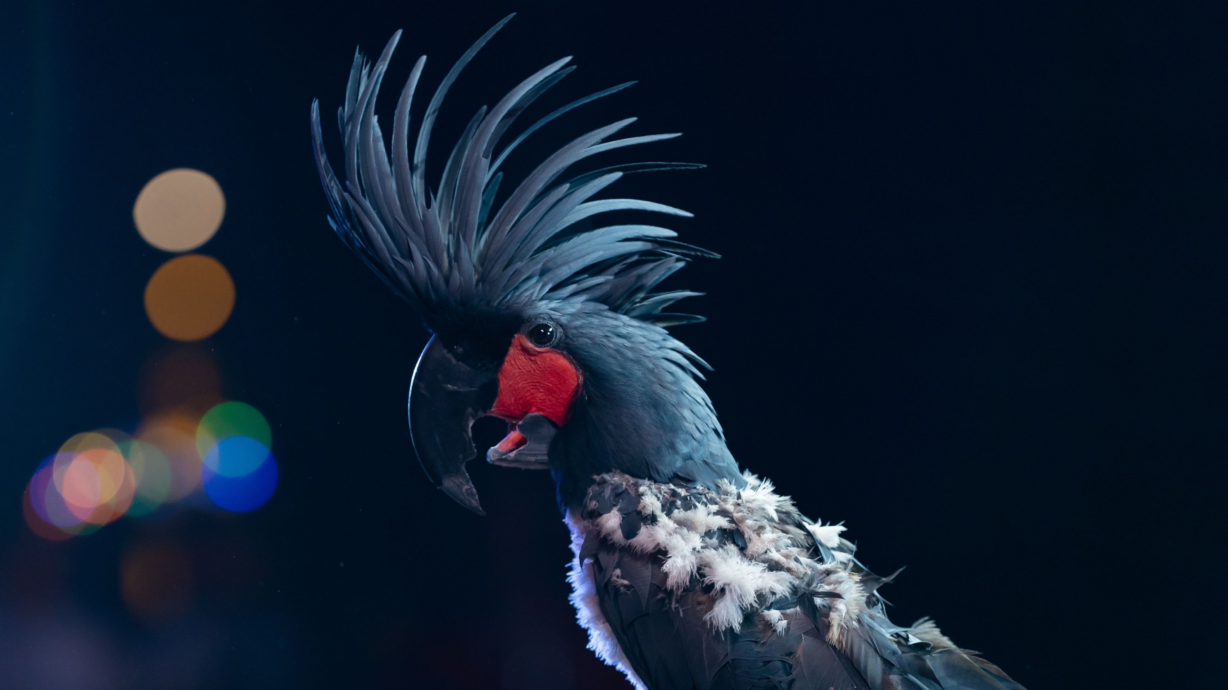 Новые трюки Моисея)))