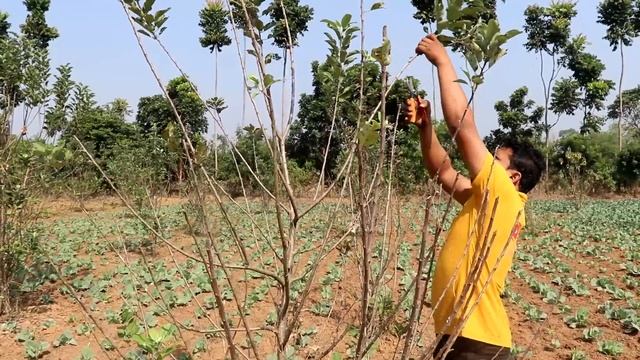 ସେଓ ଗଛର କାଣ୍ଟ ଛାଣ୍ଟ || Pruning of apple tree @EfarmingOdisha смотреть онлайн