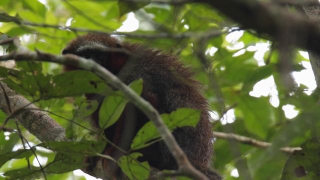 Mindshift in the Amazon смотреть онлайн