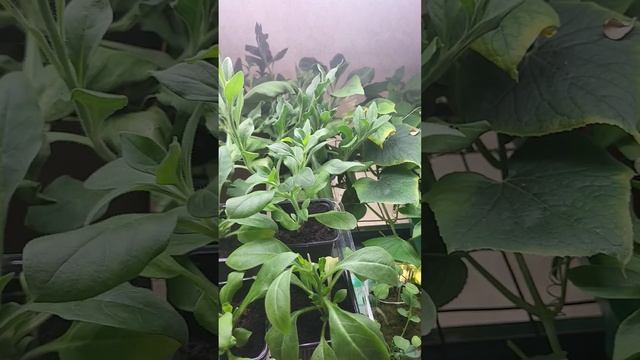 ВАЖНО!!! СМОТРЕТЬ ВСЕМ!!! смотреть онлайн