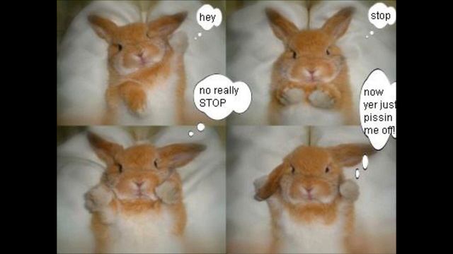 Chow Chow Cover Constipated Singing Style смотреть онлайн