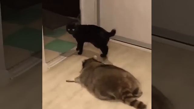 Барсук гонится за котом смотреть онлайн