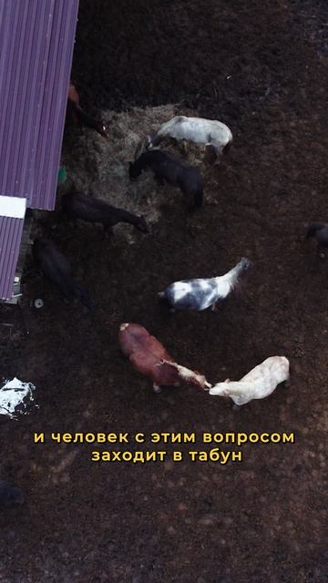 Лошади ПОКАЖУТ вам ваши желания! Ипповенция - ЧТО ЭТО ТАКОЕ #свояеда #бизнес смотреть онлайн