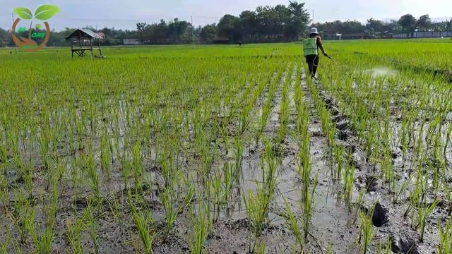 Herbisida Solito® 320 EC || Jarene Prei Maton | Short Seputar Pertanian