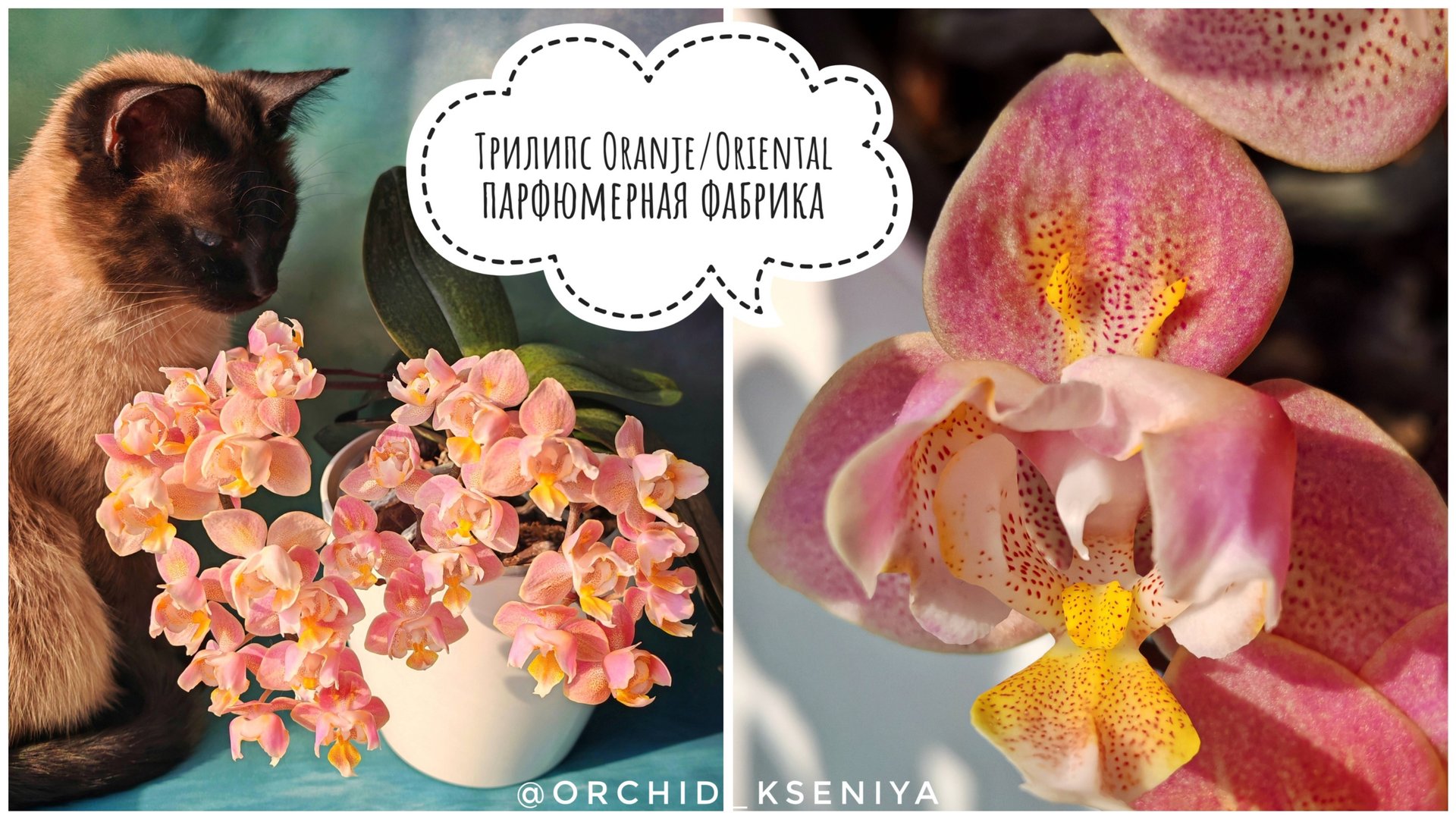 Phal. Oriental (Oranje) peloric 🌷 Цветение ароматного трилипса Оранж (Ориентал) Парфюмерная фабрика смотреть онлайн