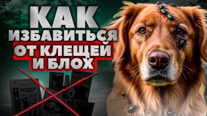Как защитить собаку от клещей и блох. Лучшие препараты от Клещей для Животных 2025