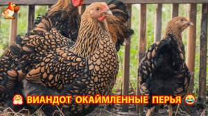 Виандот порода кур с самыми красивыми перьями с каемочкой ❣️🤗😂