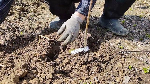 закладка яблоневого сада 16.04.2023 смотреть онлайн