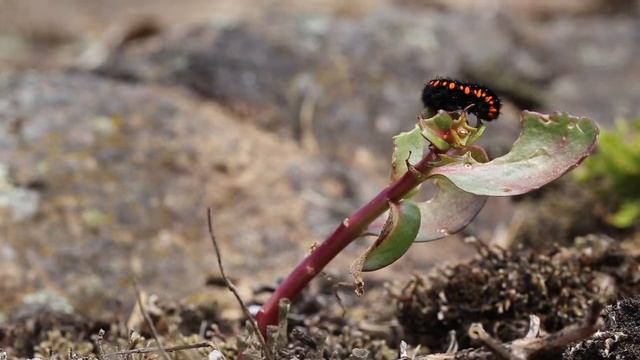 Mountain Apollo Caterpillar 1Of3 смотреть онлайн