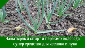 НАШАТЫРНЫЙ СПИРТ, ЗОЛА и ПЕРЕКИСЬ ВОДОРОДА — супер средства для ЧЕСНОКА и ЛУКА