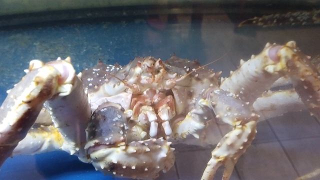 крабы смотреть онлайн