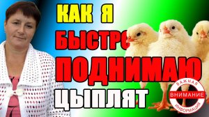 Как я БЫСТРО поднимаю цыплят. Содержание цыплят в брудере.
