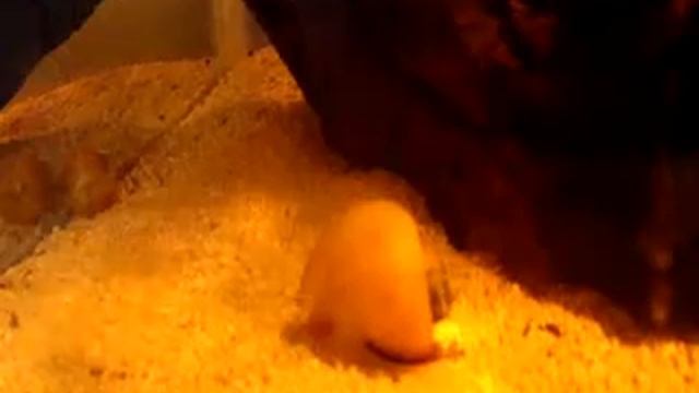 Golden Apple Snail смотреть онлайн