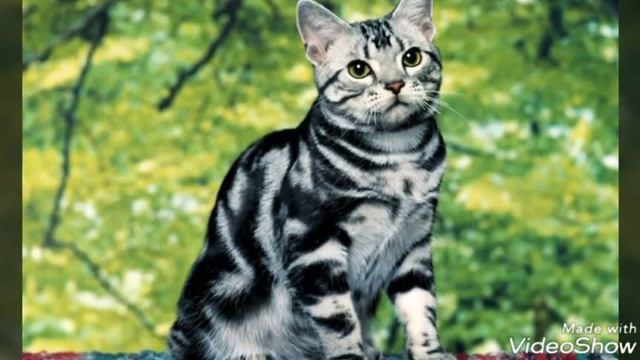 Самые милые котики в мире!!! 😘😘😘😘😍😍😍🐱🐱🐱🐈🐈 смотреть онлайн