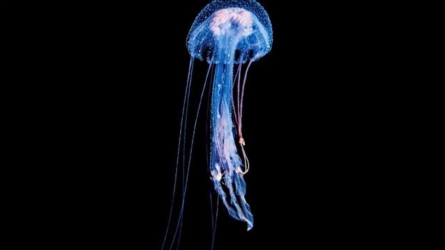 The Prodigy - Medusa's Path